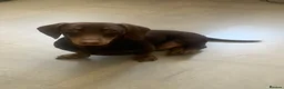 Miniature Dachshund dogs for stud: Chocolate and tanned mini dachshund boy  in Ilford - Advert 5