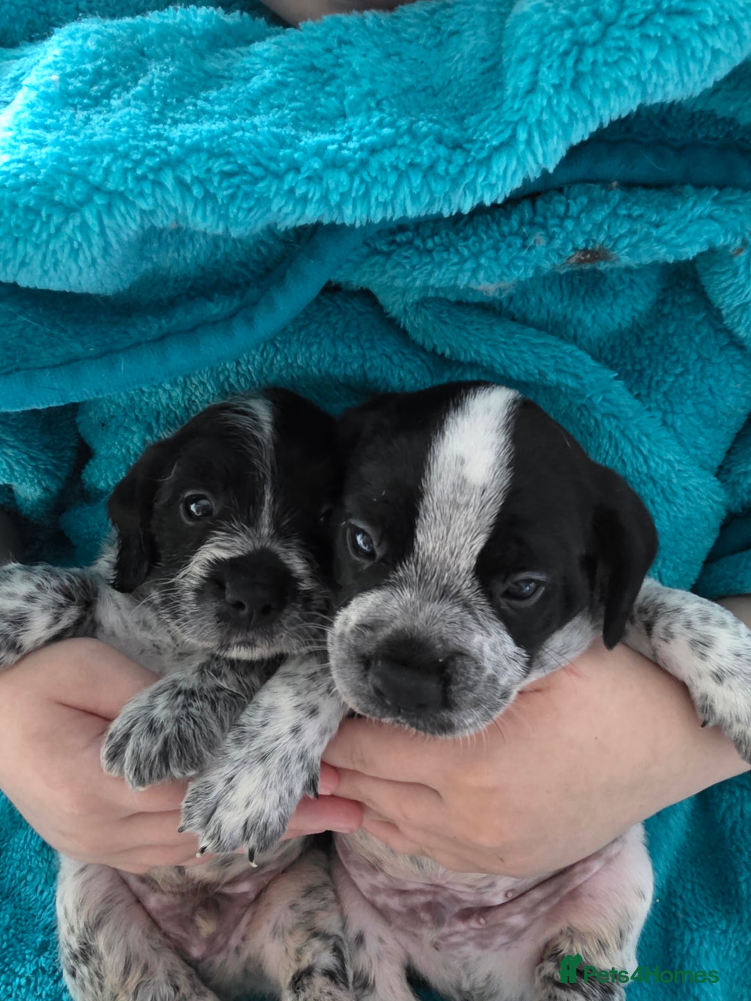 Mixed Breed dogs for sale:  French bulldog cross cockapoo  - Advert 1
