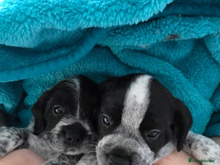 Mixed Breed dogs French bulldog cross cockapoo - Advert 6