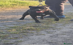 Staffordshire Bull Terrier dogs for sale: Nova  - Image 4