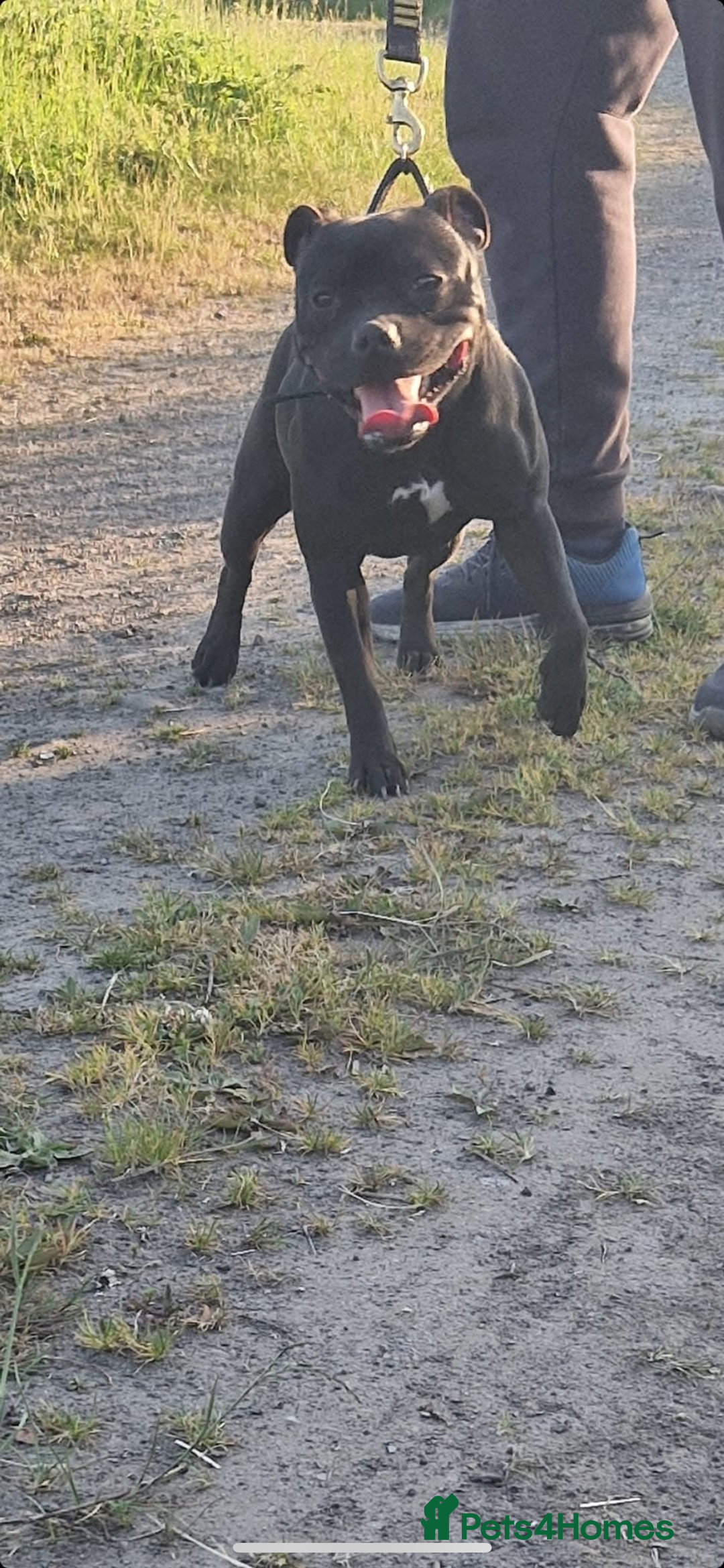 Staffordshire Bull Terrier dogs for sale: Nova  - Image 4