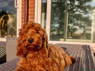Cockapoo dogs Beautiful Cockapoo Girl - Advert 3