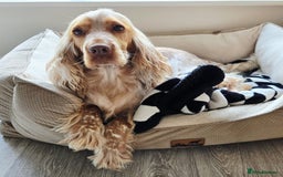Cocker Spaniel dogs for sale: Show type Cocker Spaniels - Advert 7