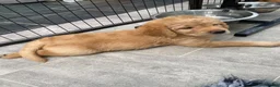 Labradoodle dogs for sale: Miniature Red Labradoodles - Advert 13