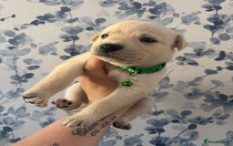 Mixed Breed dogs for sale: Beautiful Puppies looking for their forever home♥️ - Image 2