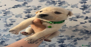 Mixed Breed dogs - Advert 7