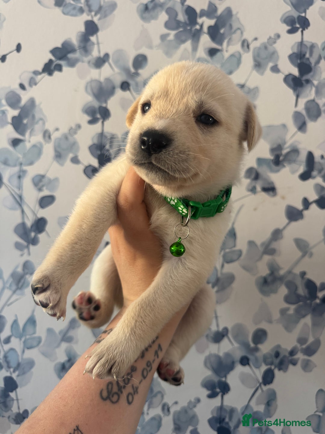 Mixed Breed dogs for sale: Beautiful Puppies looking for their forever home♥️ - Image 2