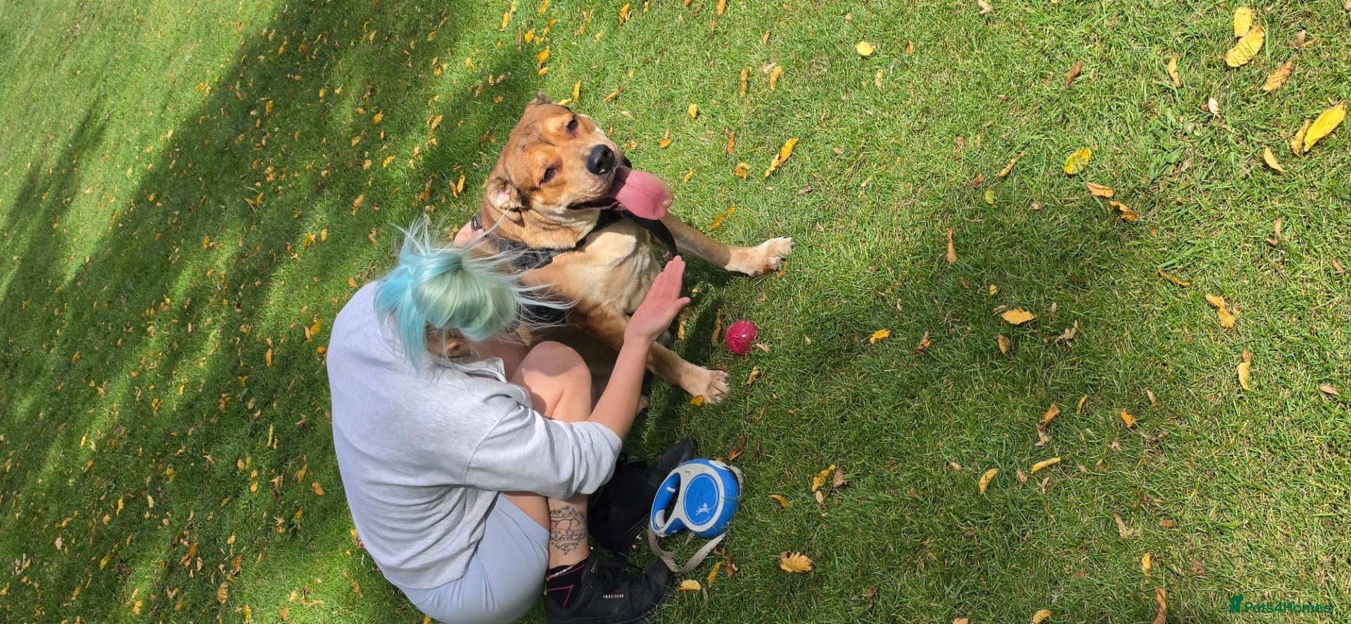 Mixed Breed dogs 2 mastiff breed dogs for rehoming to go together  - Advert 1
