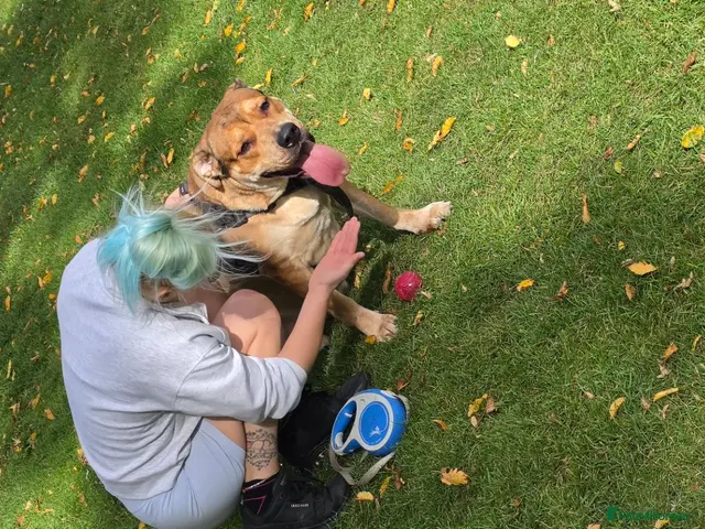 Mixed Breed dogs 2 mastiff breed dogs for rehoming to go together - Advert 10
