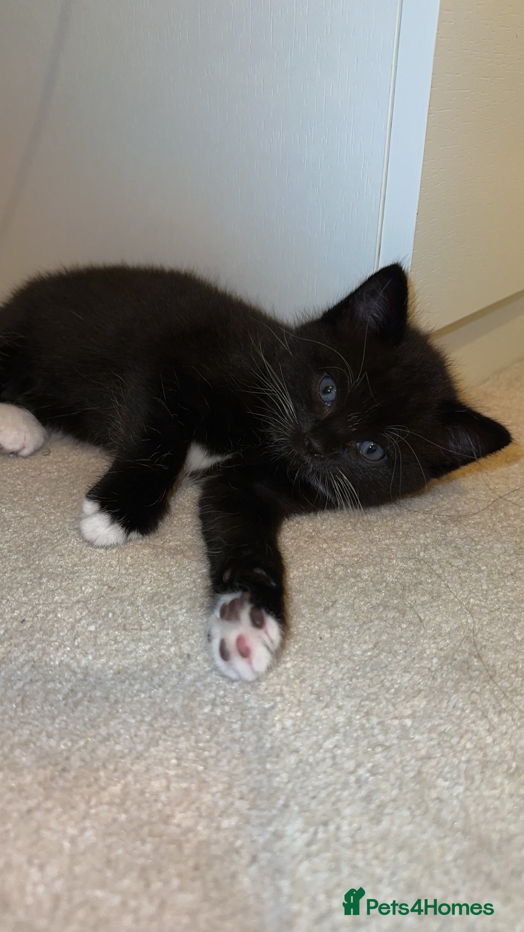 Mixed Breed cats for sale: 2 half tabby male kittens  - Advert 4