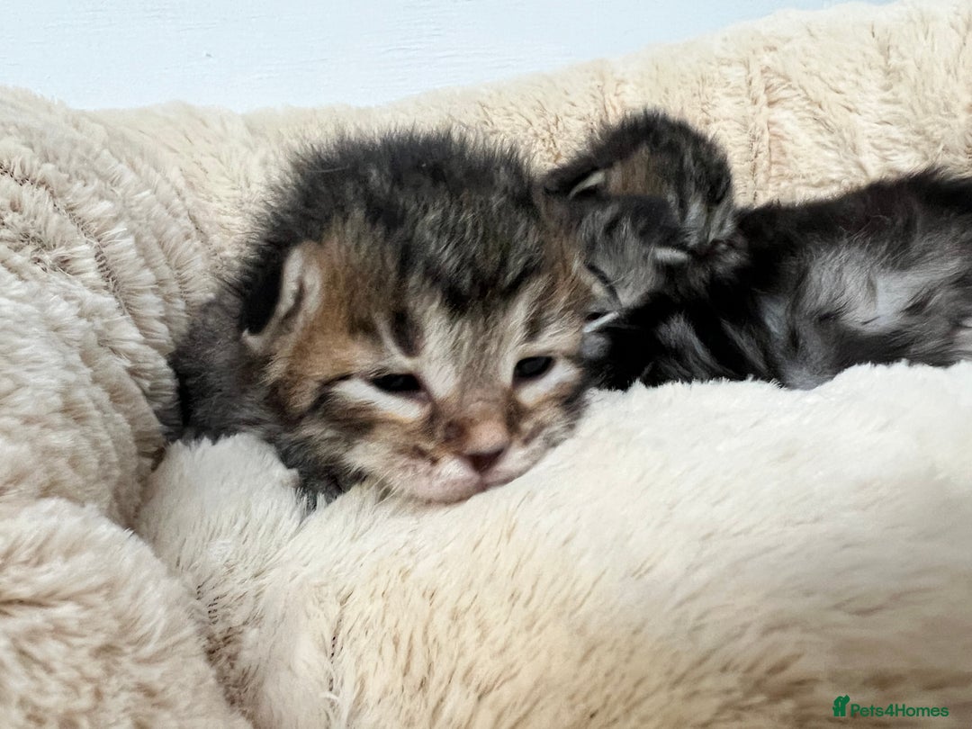 Siberian cats for sale: 🩶🩵Traditional Siberian Babies🩵🩶 - Advert 2