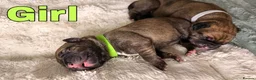 Mixed Breed dogs for sale: Cane Corso mixed breed puppies in London - Advert 6