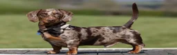 Miniature Dachshund dogs for stud: Dachshund Stud Available  - Advert 4