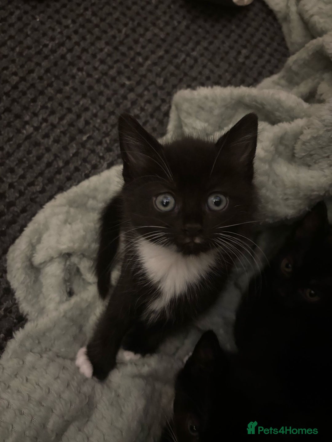 Mixed Breed cats for sale: Gorgeous kittens for sale - Image 6