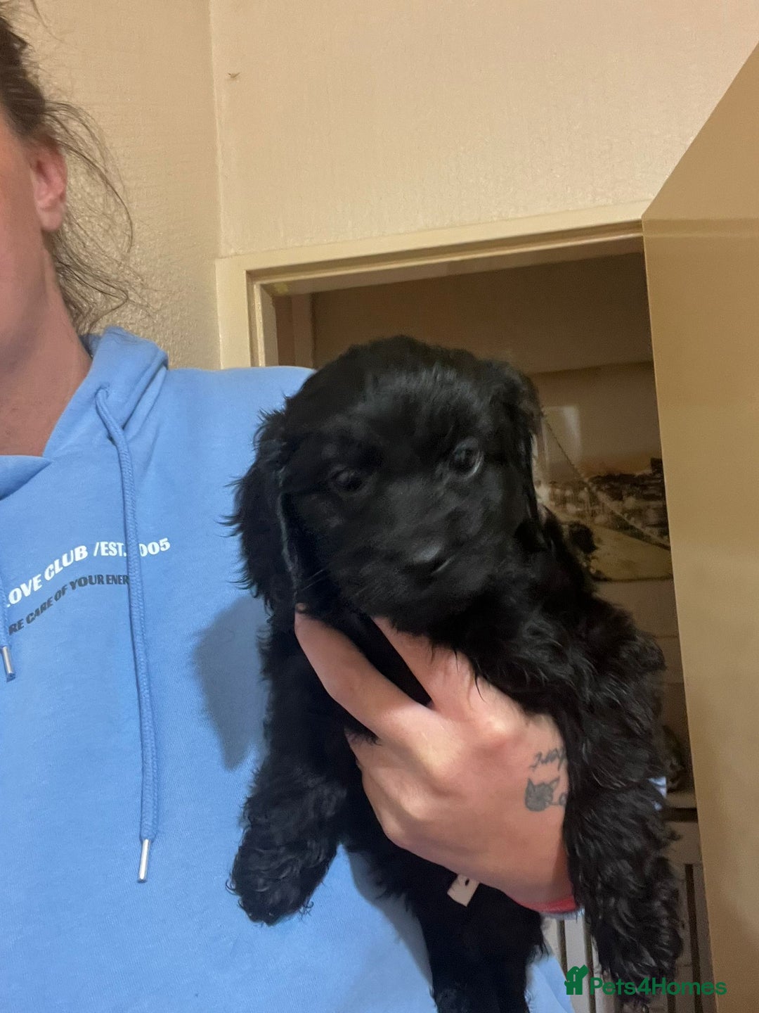 Cockapoo dogs for sale: 2 black stunning girls cockerpoos - Advert 19