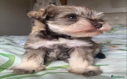 Miniature Schnauzer dogs for sale: KC BVA/MAC Chocolate Pepper Mini Schnauzers - Image 6