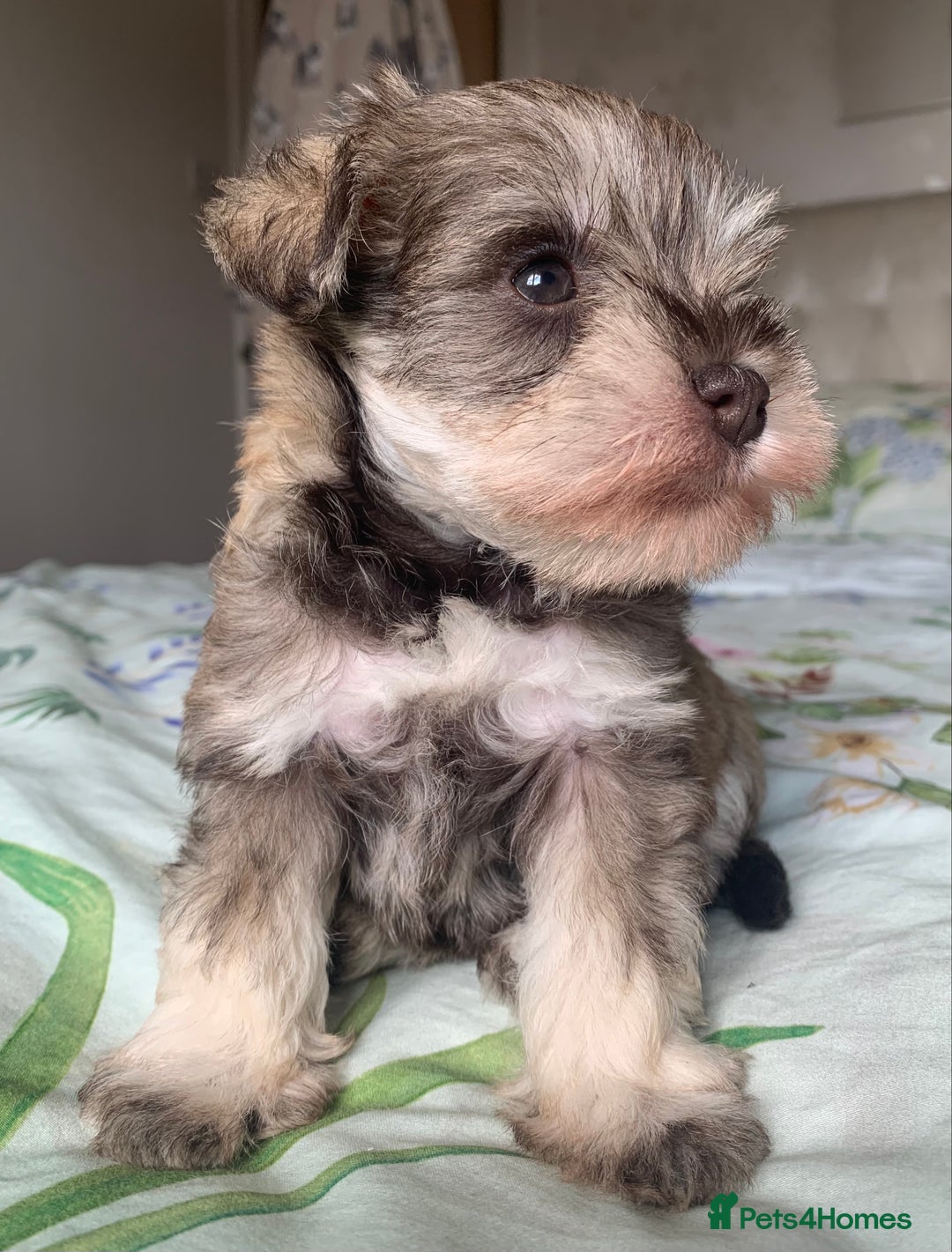 Miniature Schnauzer dogs for sale: KC BVA/MAC Chocolate Pepper Mini Schnauzers - Image 6