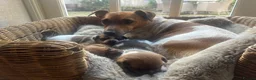 Jack Russell dogs for sale: Three beautiful Jack Russell boys for sale  - Advert 9