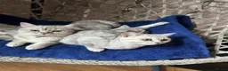 British Shorthair cats for sale: Beautiful British Shorthair - Advert 11