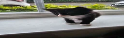 British Longhair cats for sale: 6 Longhaired Kittens White/Black/Tuxedo Mixed etc. - Advert 19