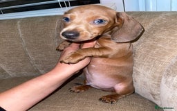Miniature Dachshund dogs for sale: Beautiful Mini Dachshunds looking for their homes! - Image 8