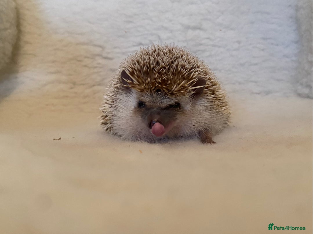 Pygmy Hedgehog rodents for sale: Proven APH female for sale.  - Advert 7