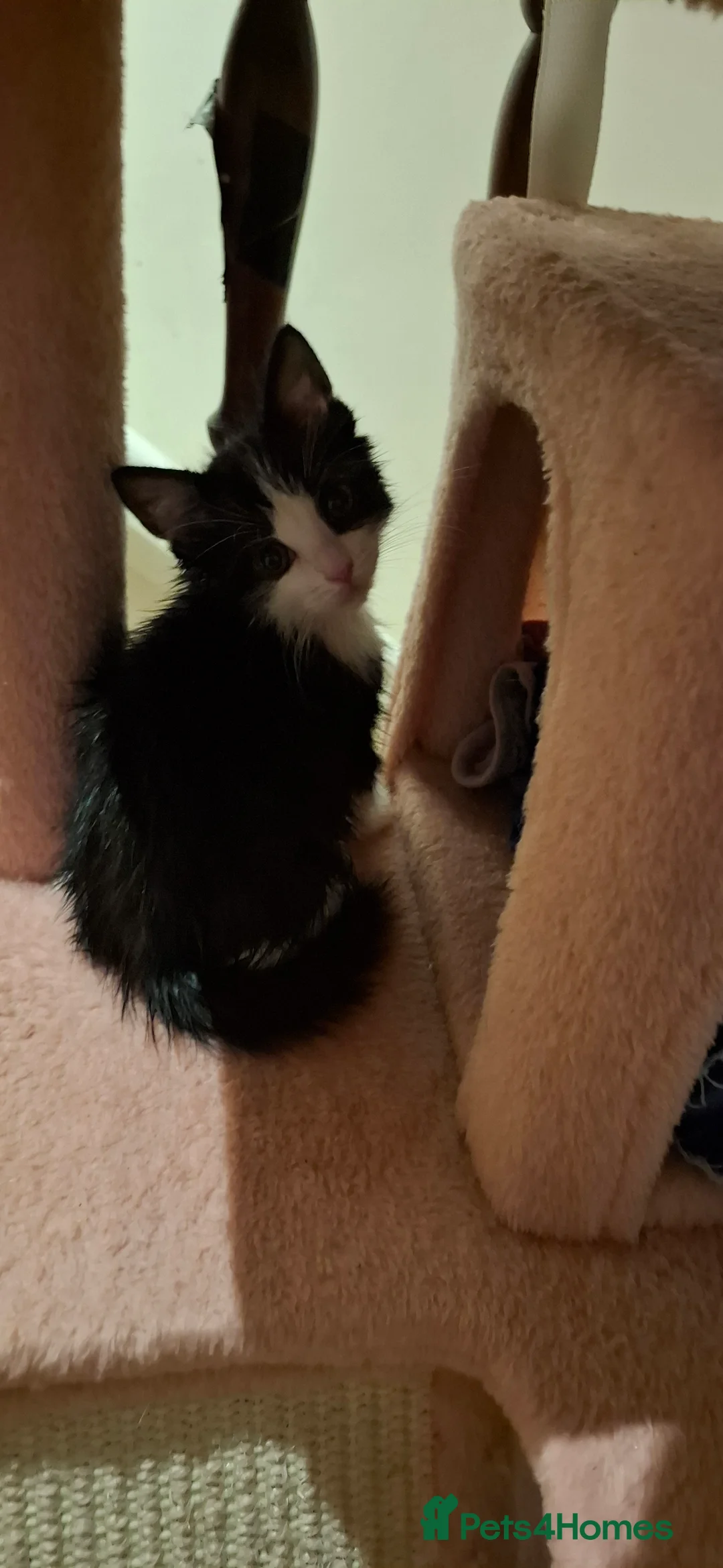 British Shorthair cats for sale: Kitten boy  - Advert 2