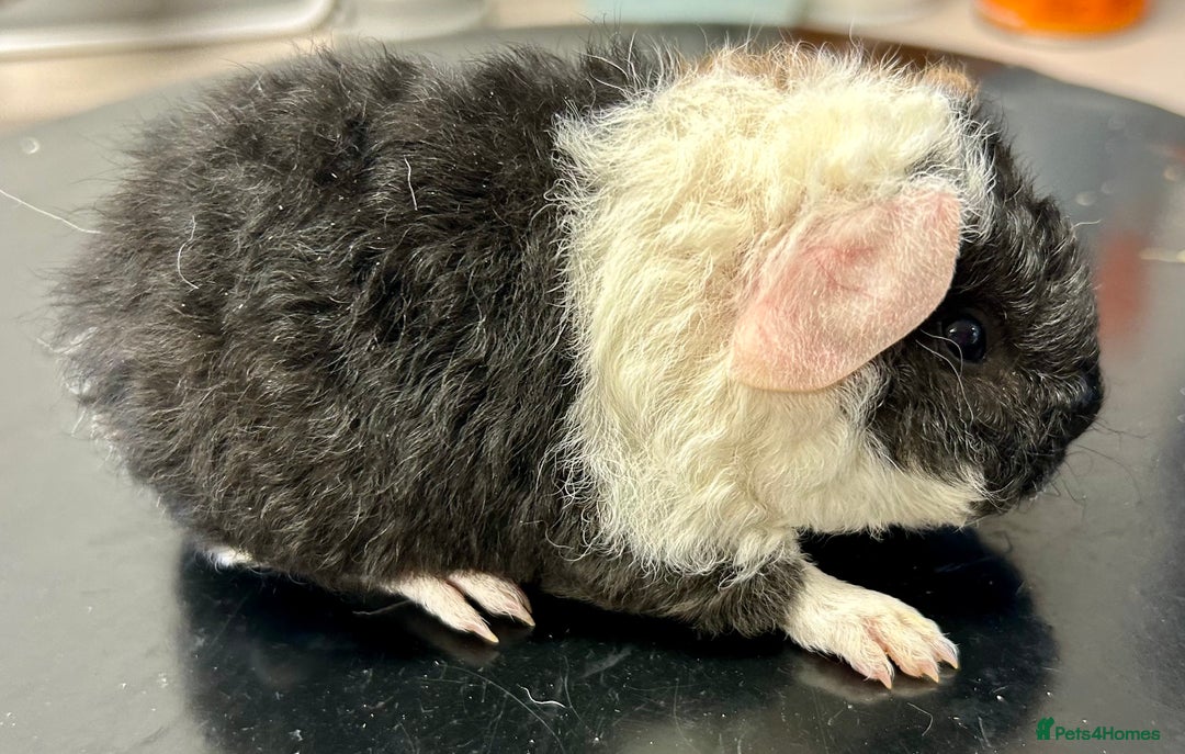 Guinea Pig rodents for sale: Teddy Guinea Pig Baby Boars - Image 20