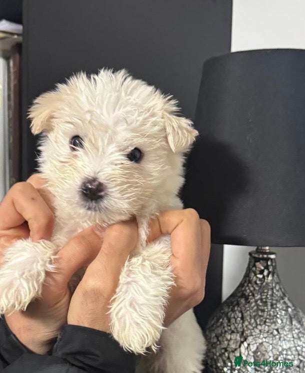 Mixed Breed dogs Beautiful Maltese & Silky Terrier Puppies - Advert 2
