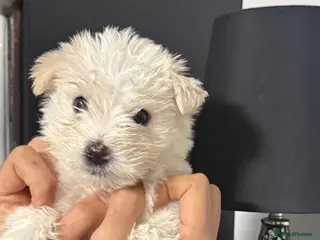 Mixed Breed dogs Beautiful Maltese & Silky Terrier Puppies - Advert 7