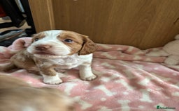 Cocker Spaniel dogs for sale: Working KC cocker spaniels  - Image 5
