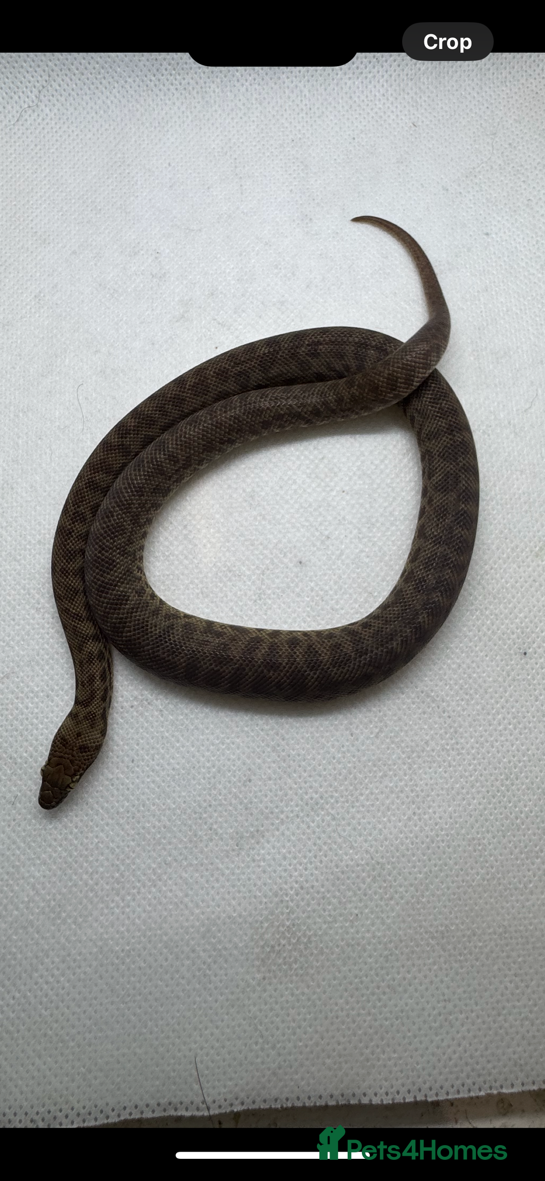 Python Snake reptiles for sale:  Children’s pythons hatchlings 50%het t+.         - Image 3