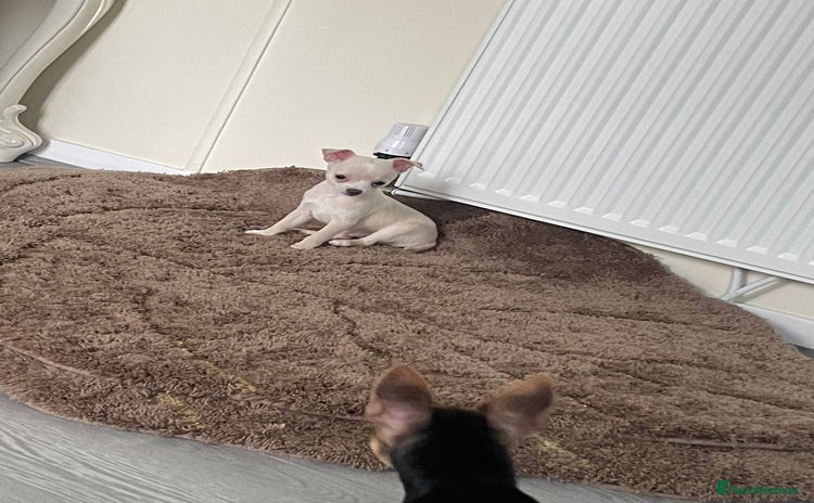 Chihuahua dogs - Advert 1