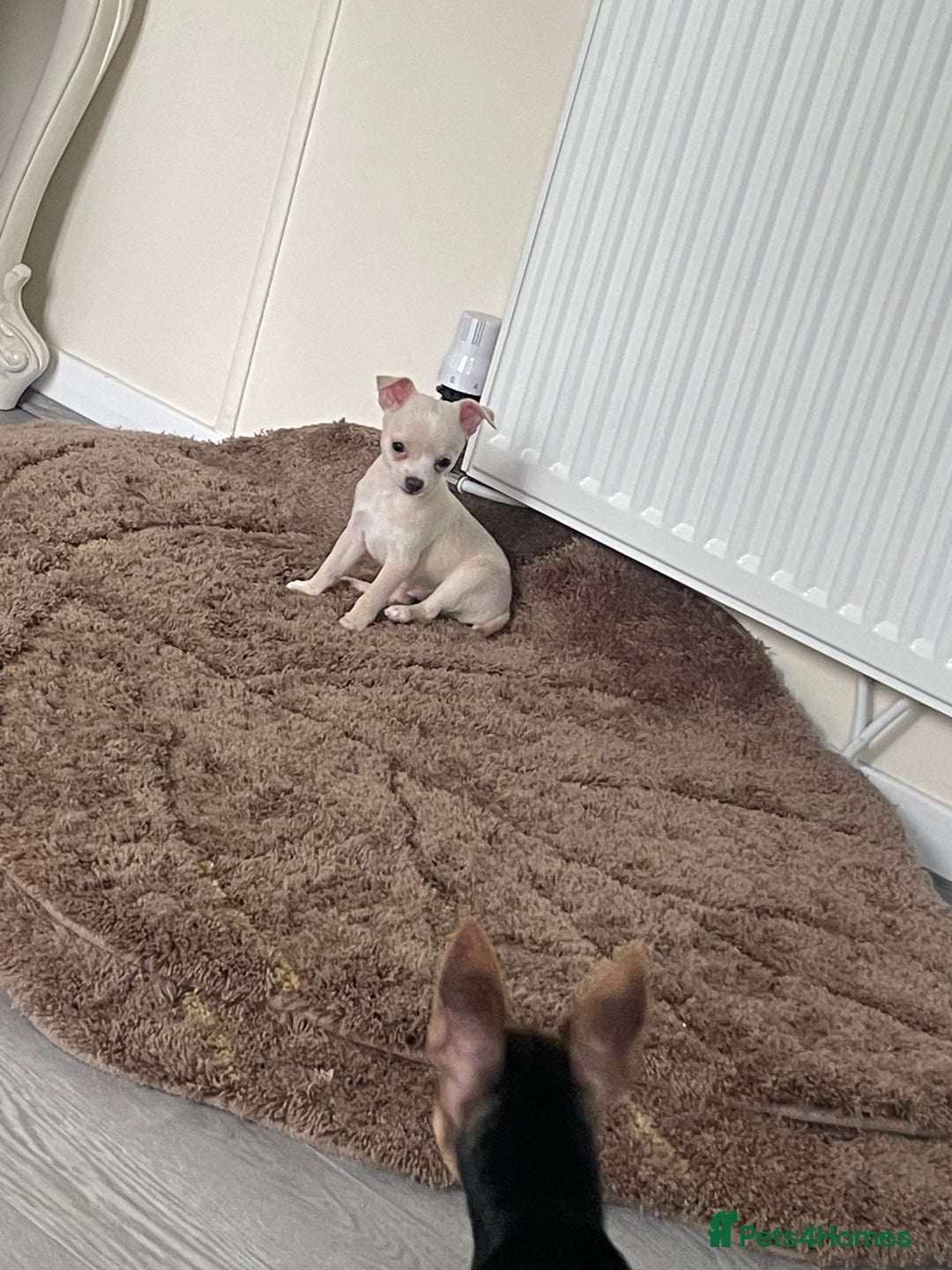 Chihuahua dogs for sale: Two beautiful Chihuahua boys  - Image 1