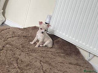 Chihuahua dogs - Advert 2