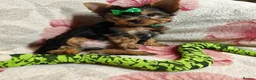 Yorkshire Terrier dogs for sale: ❤️Last boy left❤️ - Advert 9