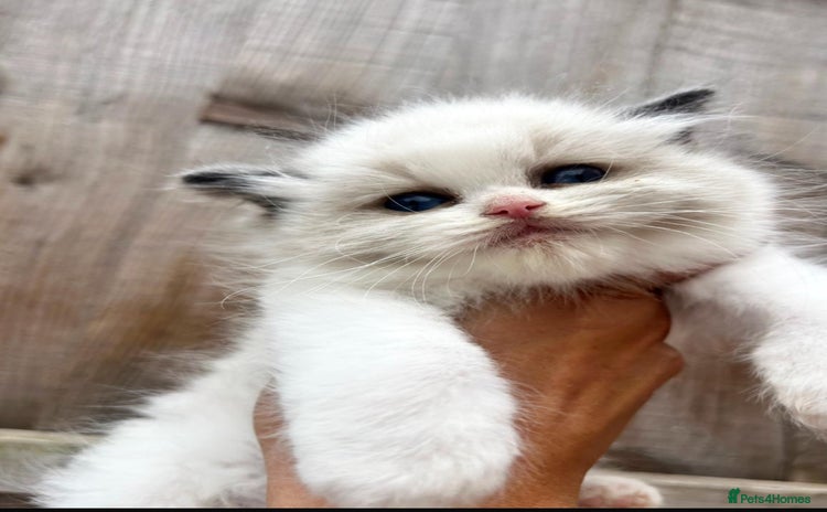 Ragdoll cats - Advert 1