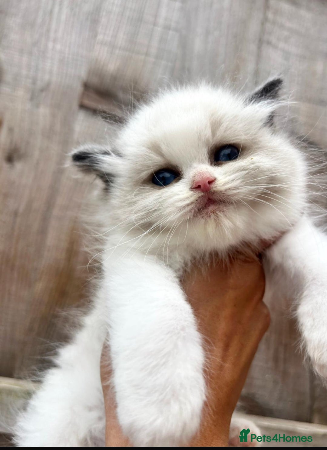 Ragdoll cats for sale: Chunky fluffy kittens! - Image 1