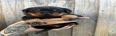 Rottweiler 3