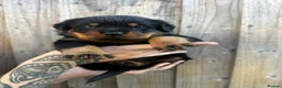 Rottweiler dogs for sale: High Quality Large Rottweiler Puppies  - Advert 9