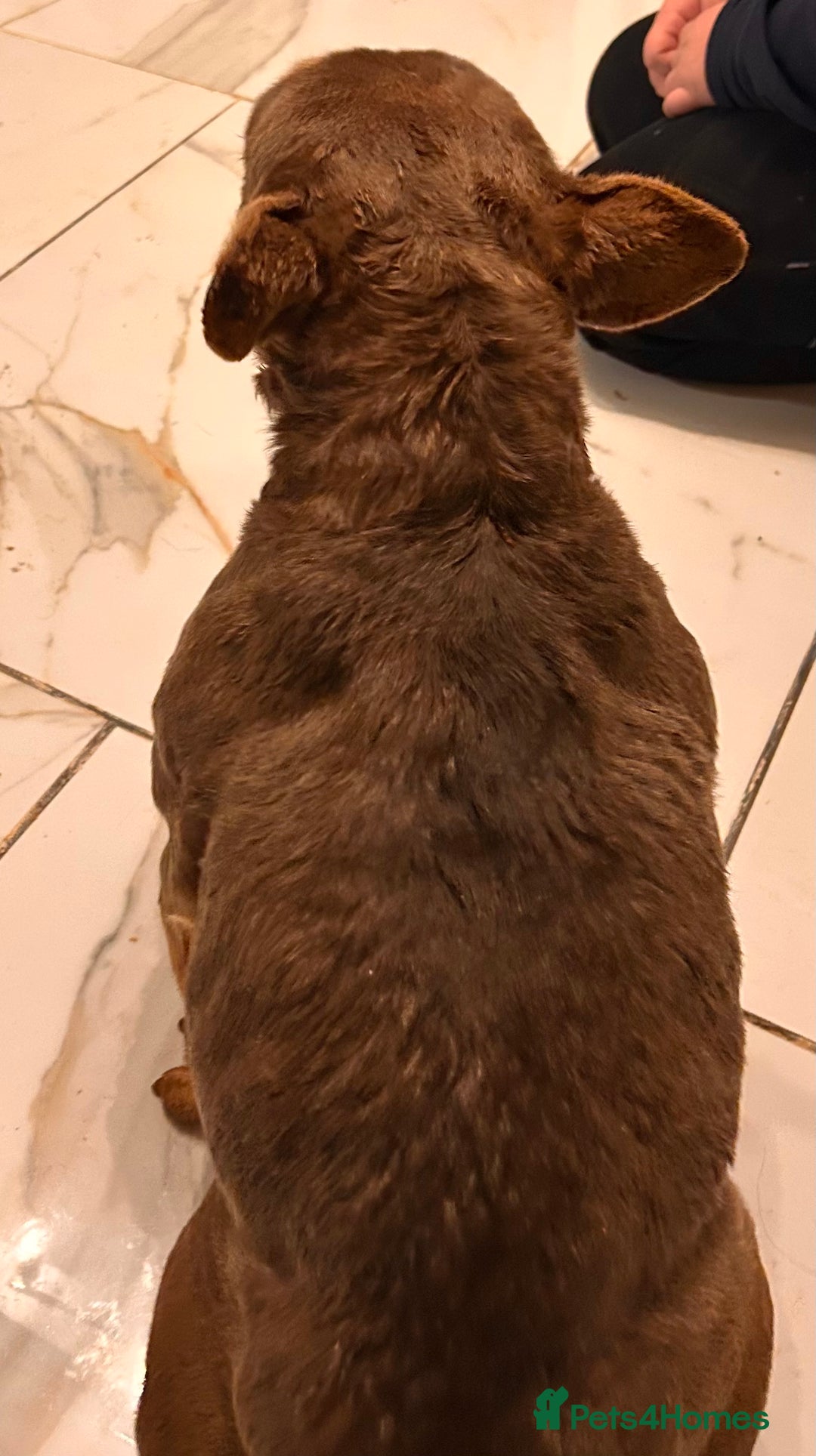 French Bulldog dogs for sale: Beautiful chocolate and tan French bulldog ‘Bella’ - Advert 4