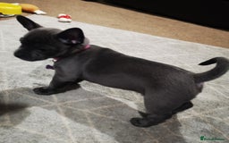 Mixed Breed dogs for sale: French Bulldog and Chihuahua Cross - Image 11