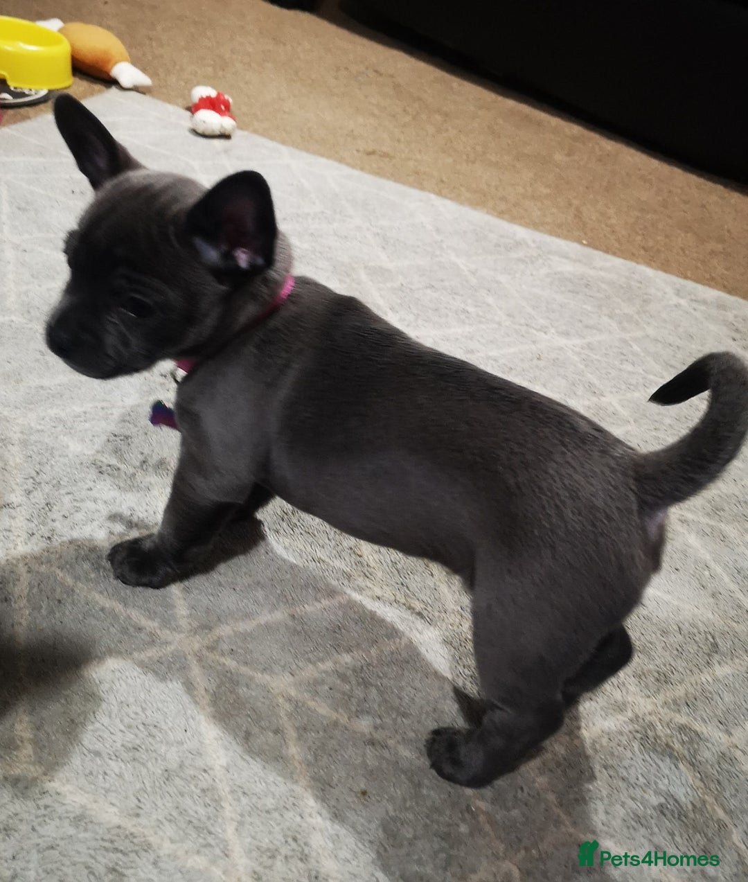 Mixed Breed dogs for sale: French Bulldog and Chihuahua Cross - Image 11