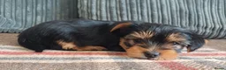 Yorkshire Terrier dogs for sale: Two boys - Advert 7