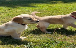 Golden Retriever dogs for sale: ⭐️Fantastic⭐️KC Reg Puppy⭐️Healthy Golden Ret - Image 11