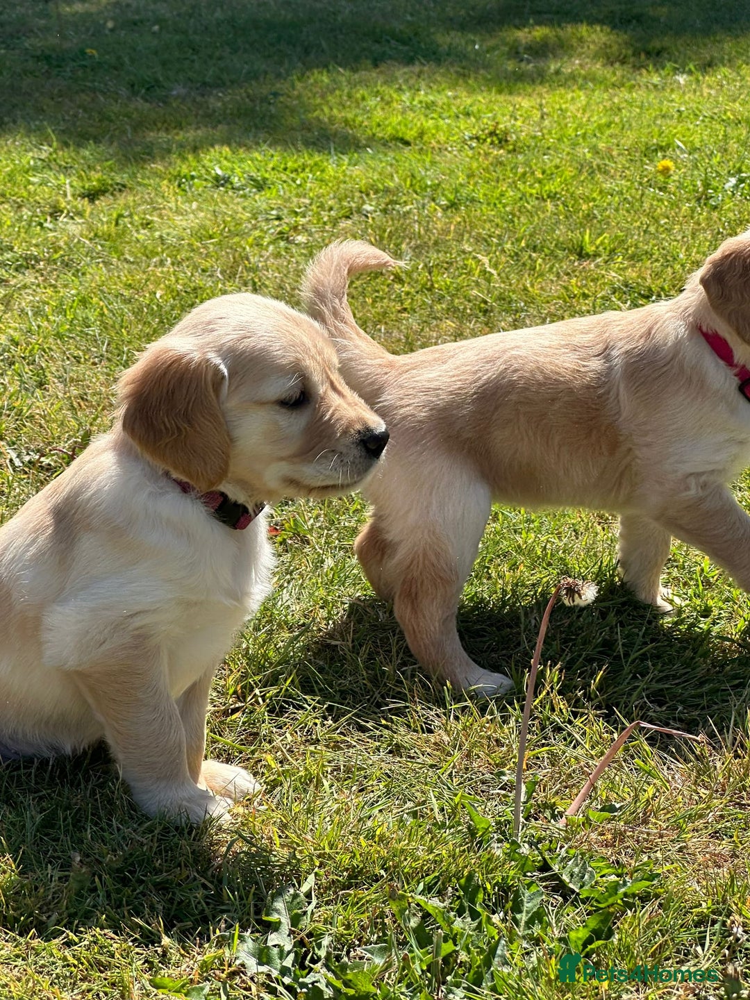 Golden Retriever dogs for sale: ⭐️Fantastic⭐️KC Reg Puppy⭐️Healthy Golden Ret - Image 11