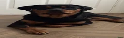 Rottweiler dogs for stud: Roscoe - Advert 7