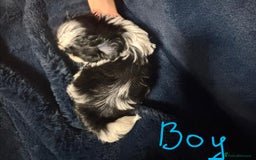 Shih Tzu dogs for sale: Imperial Shih Tzu Ready to leave - Image 14
