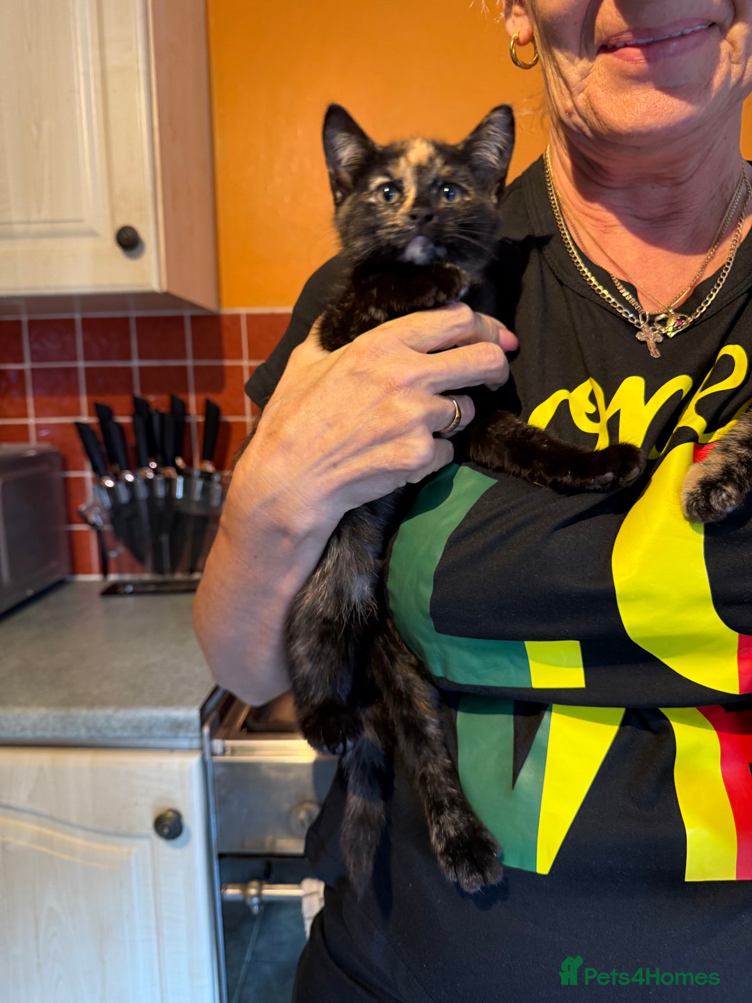Mixed Breed cats for sale: 2 CUTE TORTOISESHELL GIRLS  - Image 2