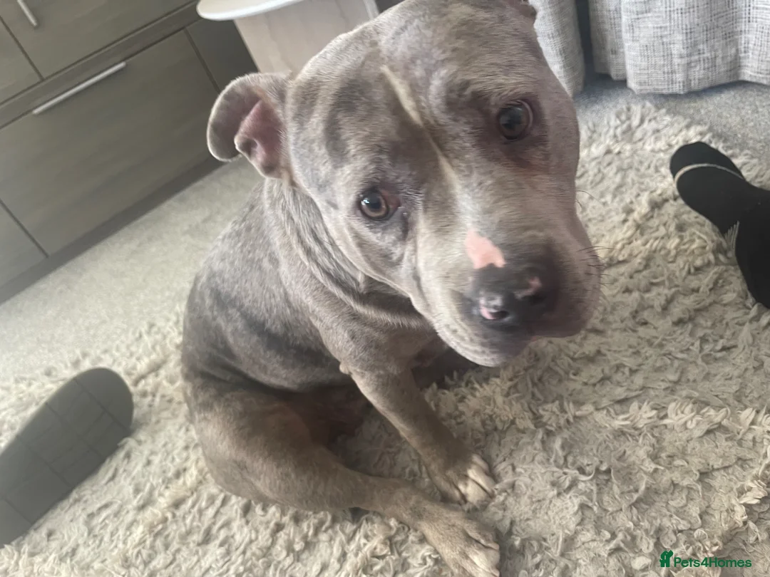 Mixed Breed dogs for sale: A merle pocket bully for sale - Advert 8